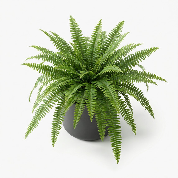 Nephrolepis exaltata