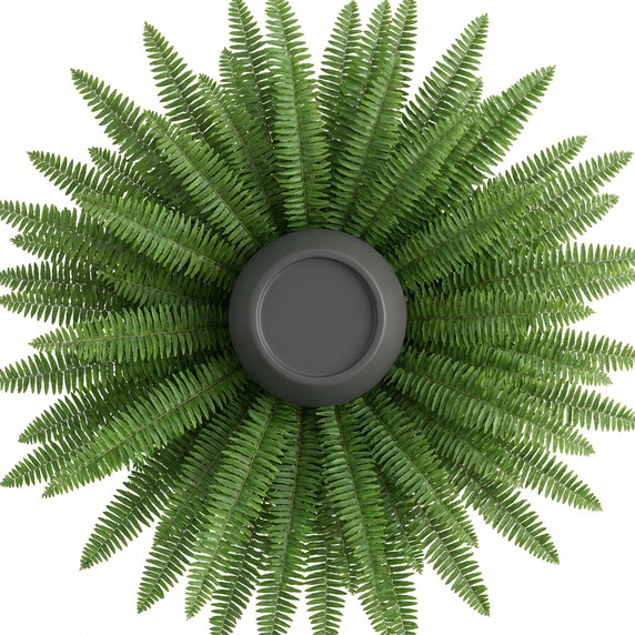 Nephrolepis exaltata