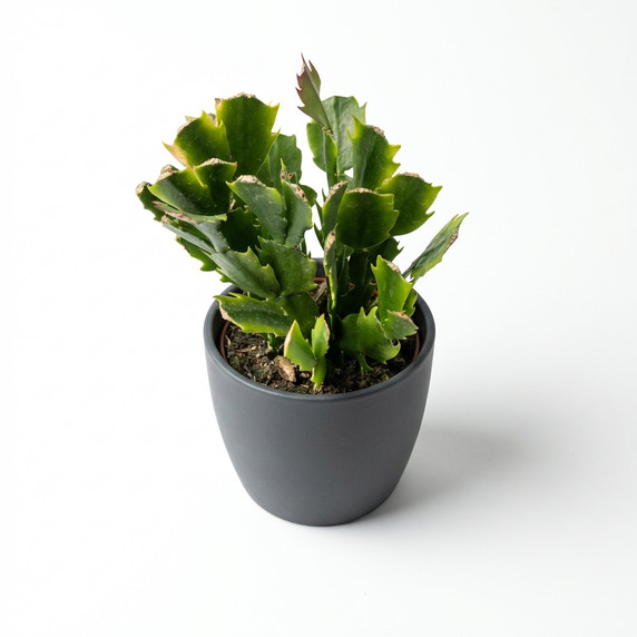 Schlumbergera truncata