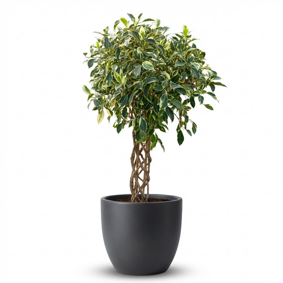 Ficus benjamina