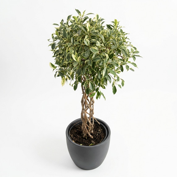Ficus benjamina