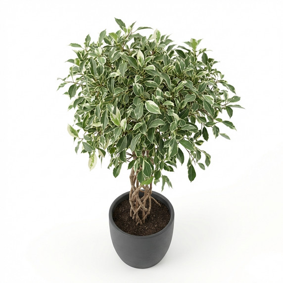 Ficus benjamina