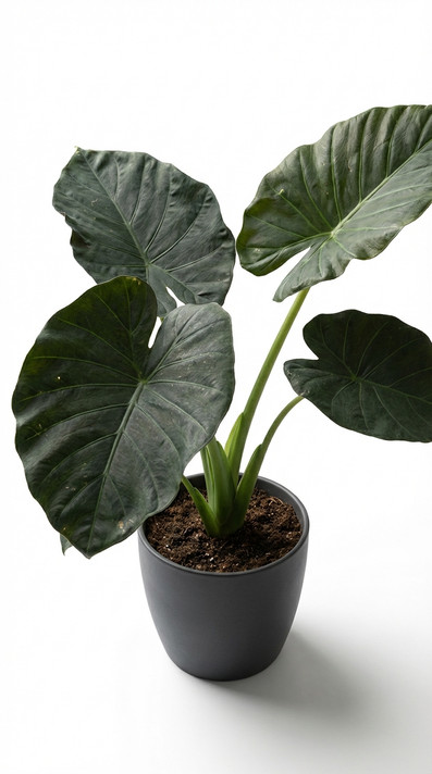 Alocasia macrorrhizos