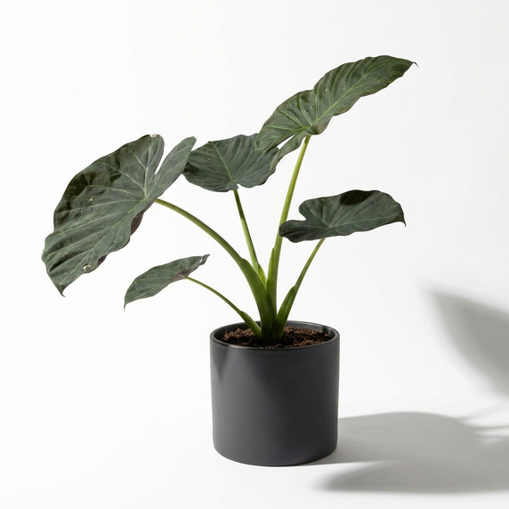Alocasia macrorrhizos