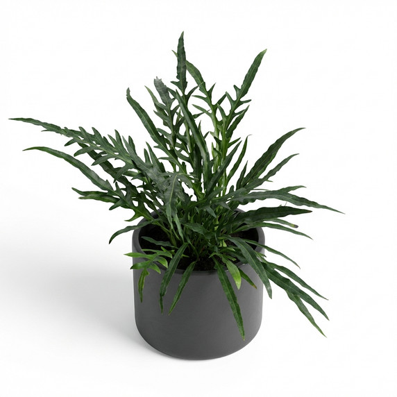 Microsorum diversifolium