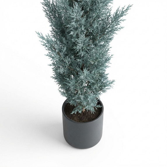 Hesperocyparis arizonica