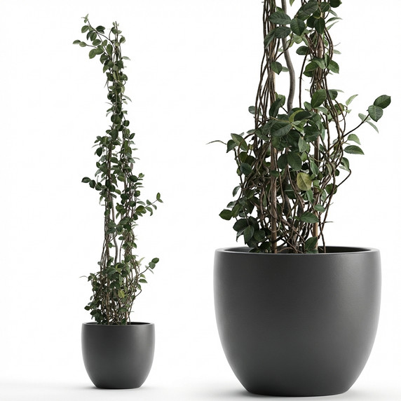 Trachelospermum jasminoides