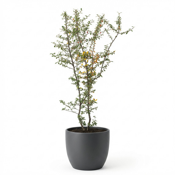 Parkinsonia aculeata