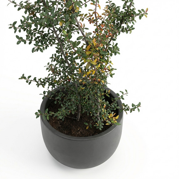 Parkinsonia aculeata