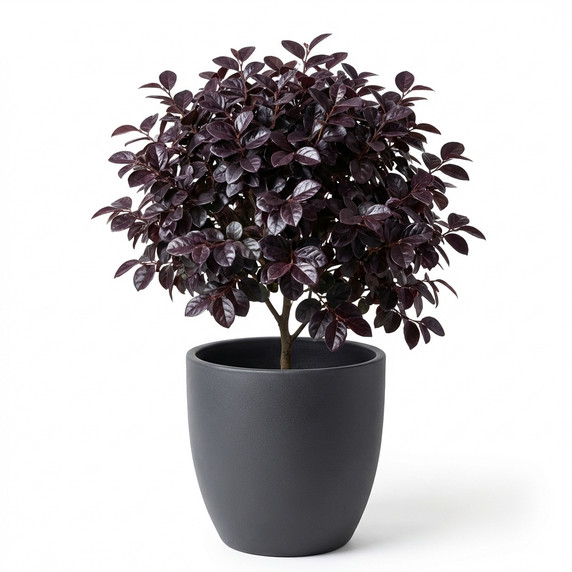 Loropetalum chinense