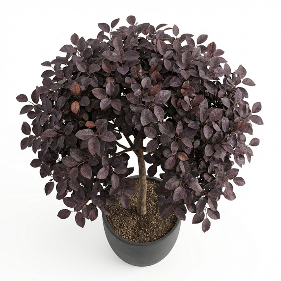 Loropetalum chinense