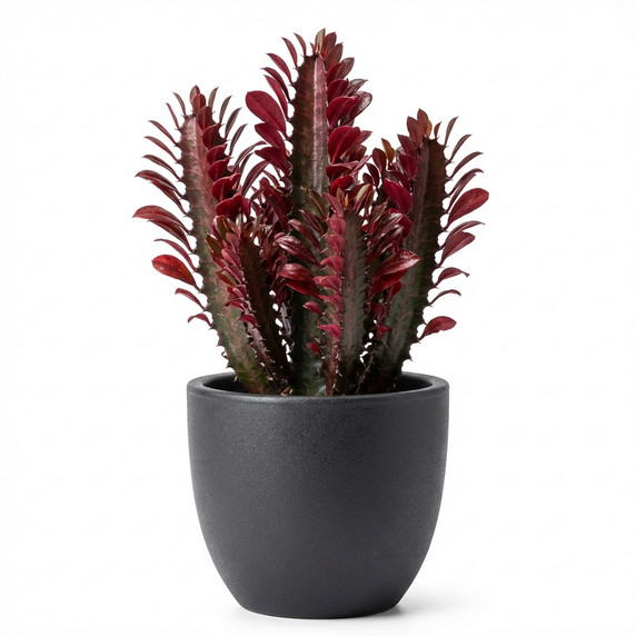 Euphorbia trigona
