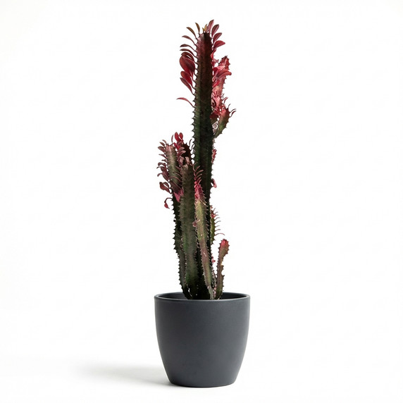 Euphorbia trigona