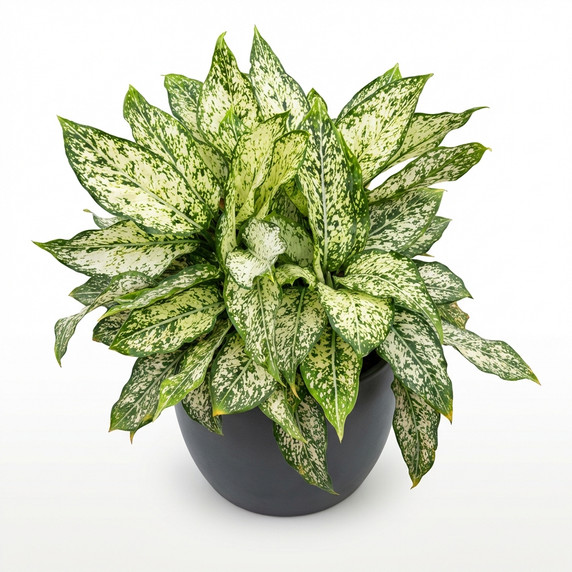 Aglaonema commutatum