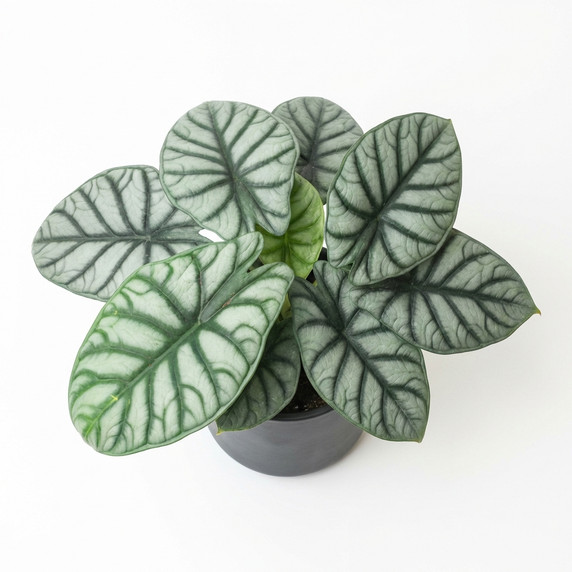 Alocasia baginda 'Silver Dragon'