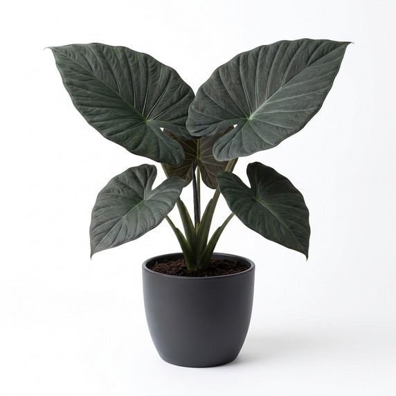 Alocasia 'Regal Shields'