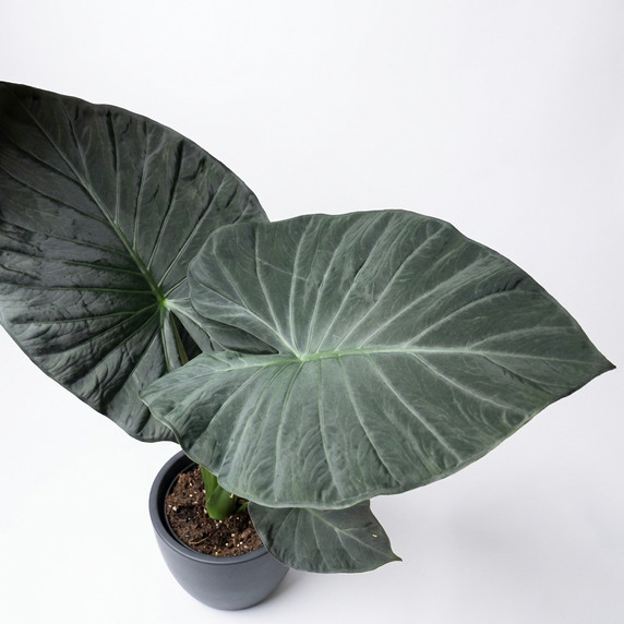 Alocasia 'Regal Shields'