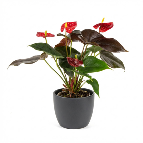 Anthurium andraeanum