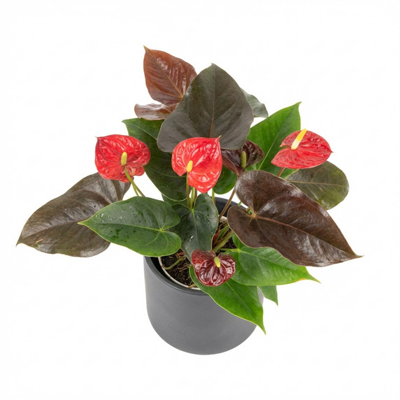 Anthurium andraeanum