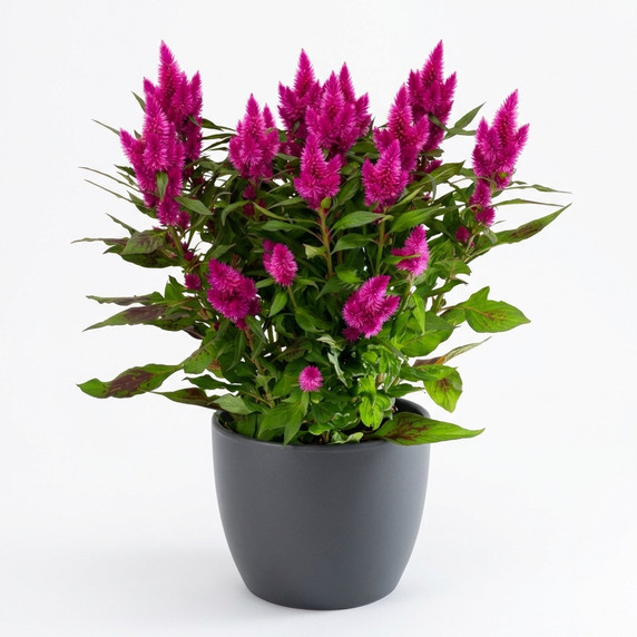 Celosia argentea var. plumosa