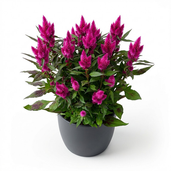 Celosia argentea var. plumosa