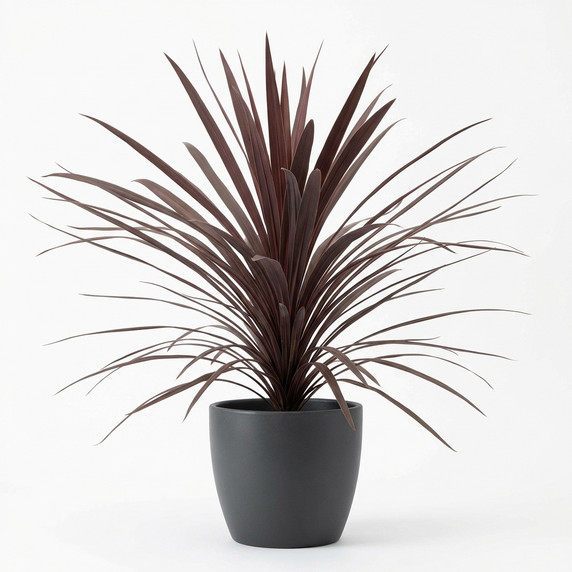 Cordyline australis