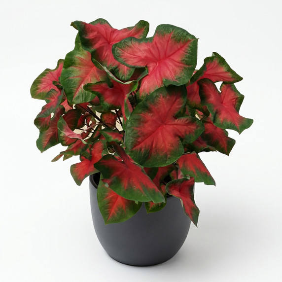 Caladium bicolor