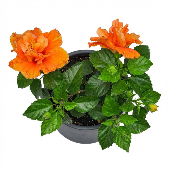 Hibiscus rosa-sinensis