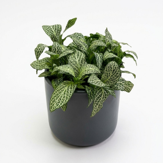 Fittonia albivenis