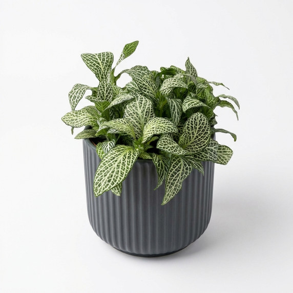 Fittonia albivenis