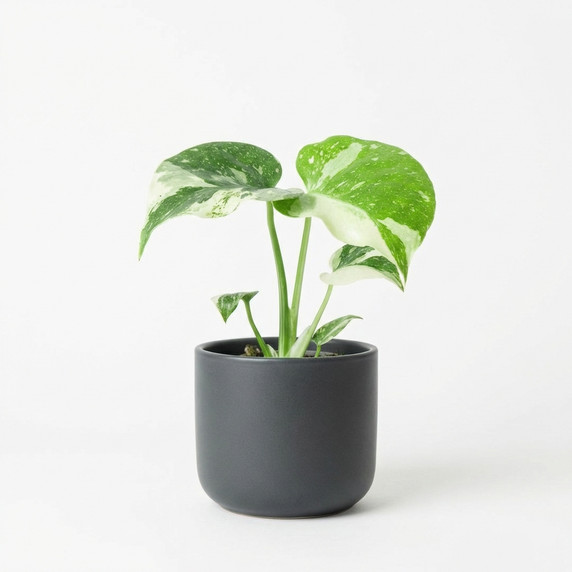 Monstera deliciosa 'Thai Constellation'