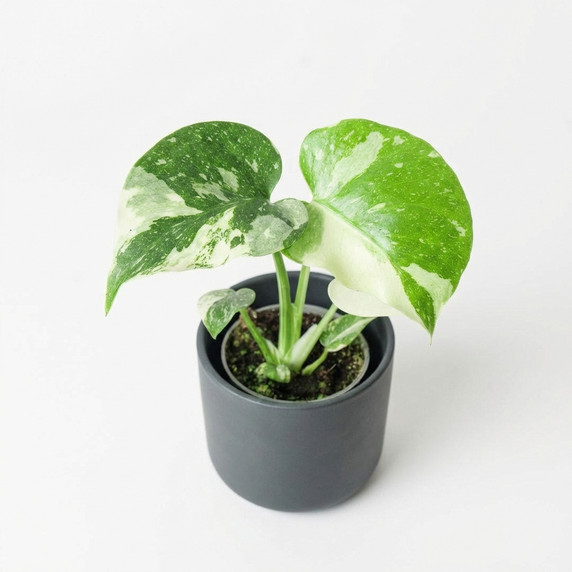 Monstera deliciosa 'Thai Constellation'