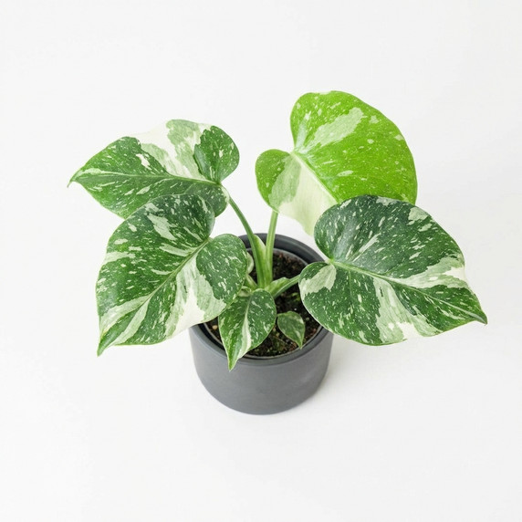 Monstera deliciosa 'Thai Constellation'