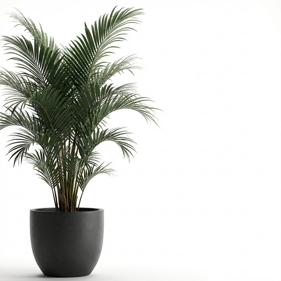 Areca catechu