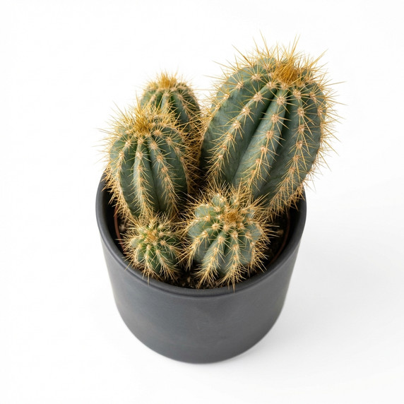 Cactaceae (assorted genera)