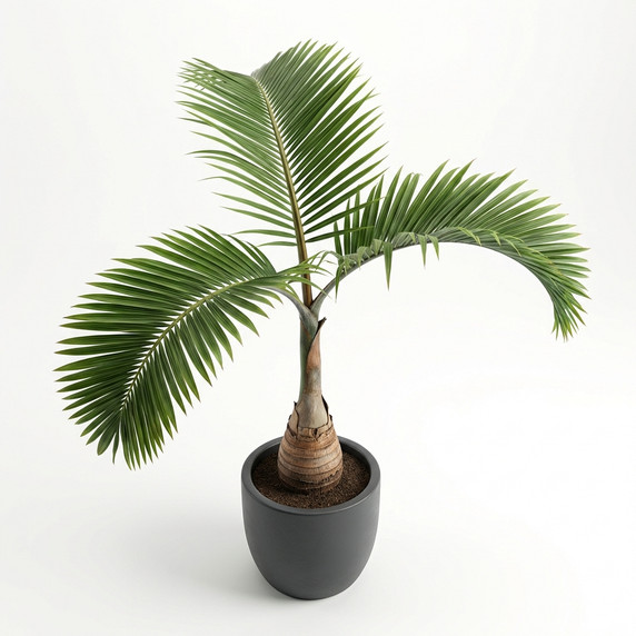 Hyophorbe lagenicaulis