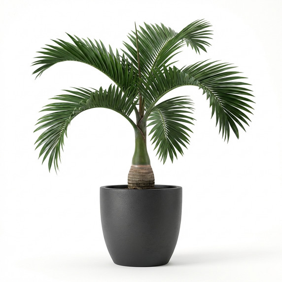 Hyophorbe lagenicaulis