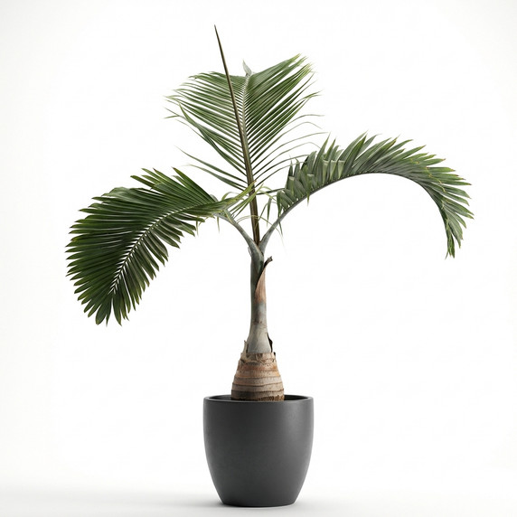 Hyophorbe lagenicaulis