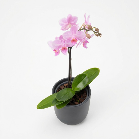 Phalaenopsis amabilis