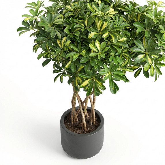 Schefflera arboricola