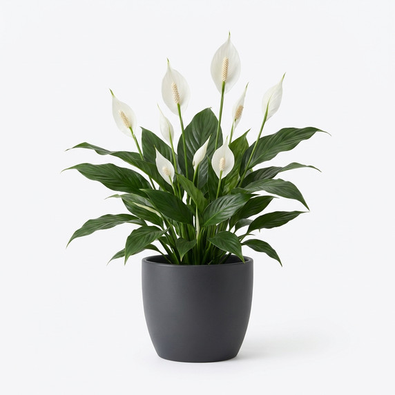 Spathiphyllum wallisii