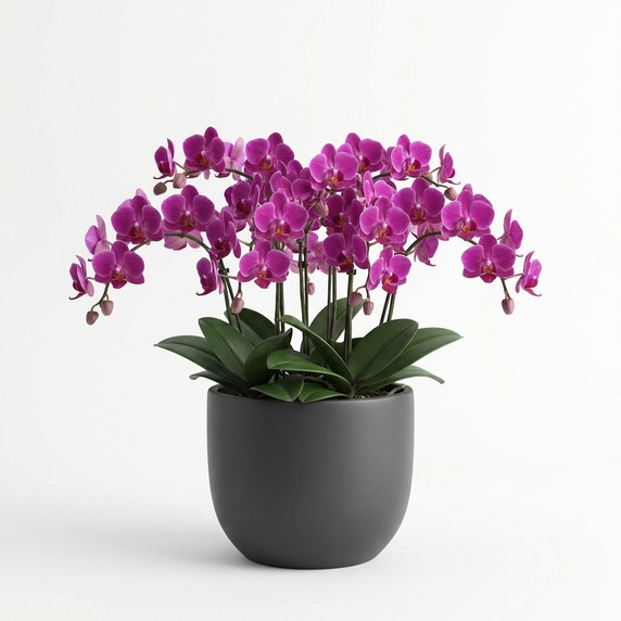 Phalaenopsis equestris