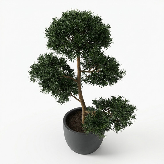 Podocarpus macrophyllus