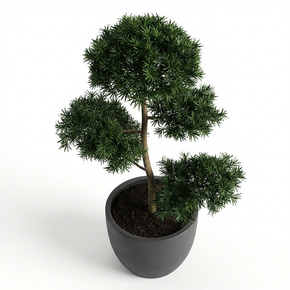 Podocarpus macrophyllus