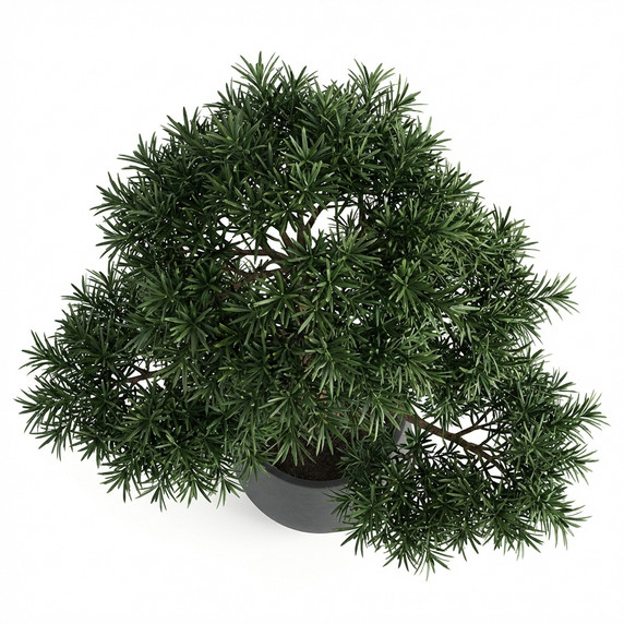 Podocarpus macrophyllus