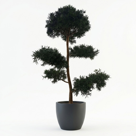 Podocarpus macrophyllus