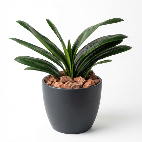 Aspidistra elatior