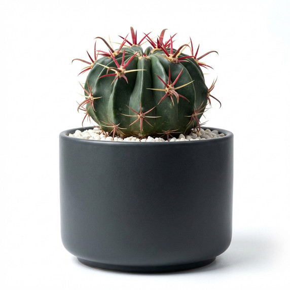 Ferocactus latispinus