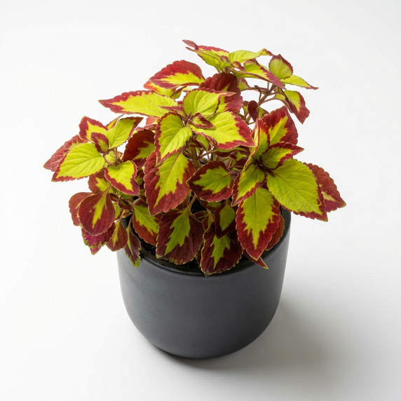 Coleus scutellarioides