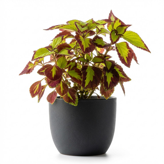 Coleus scutellarioides